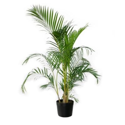 palmeira areca bambu