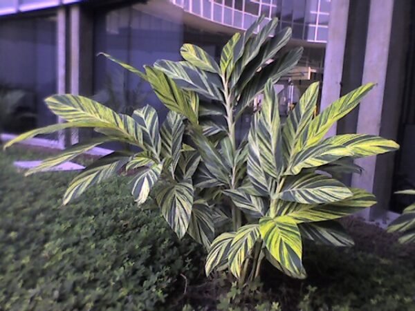 Alpinia Zerumbet