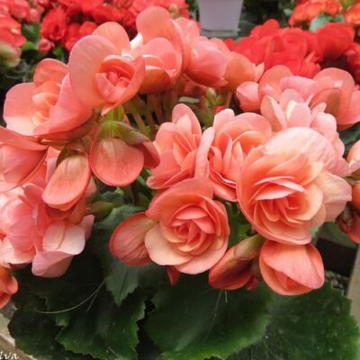 begonia