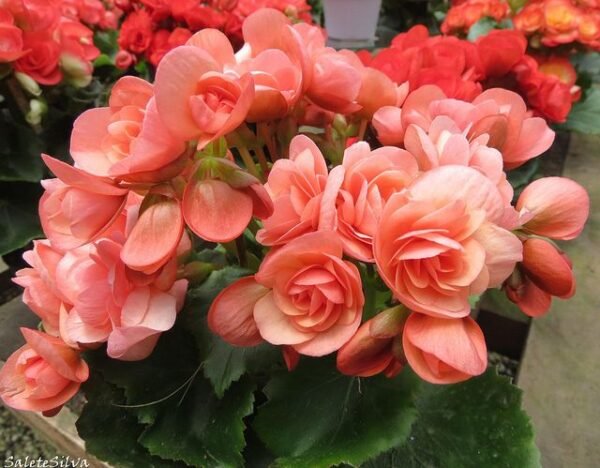 begonia