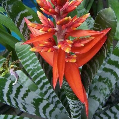 Bromelia Chantini Black
