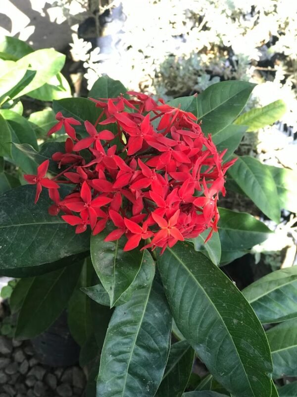 ixora