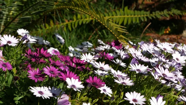 Margarida Colorida