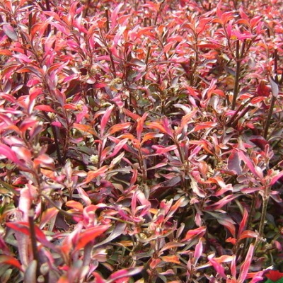 Piriquito Vermelho
