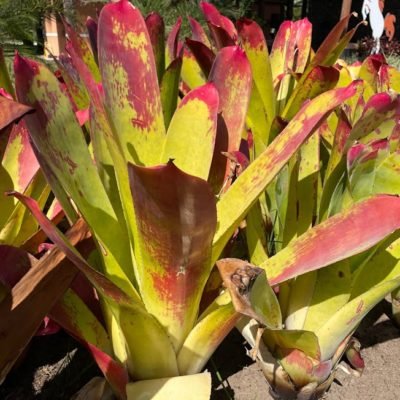 bromelia neo
