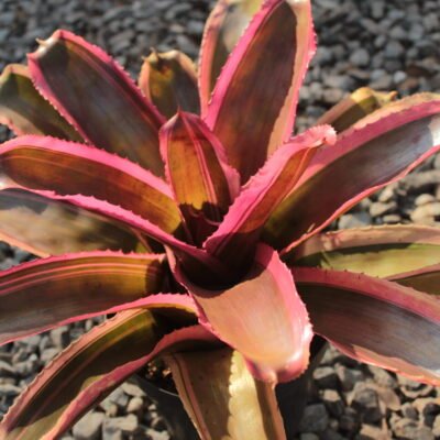 bromelia neo yang