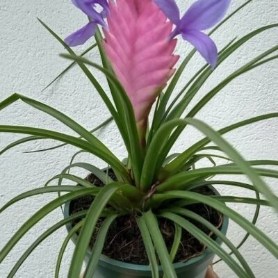 bromelia tillansia