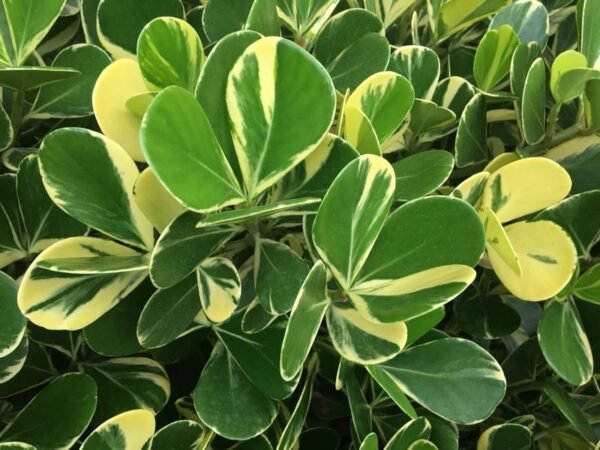 Clusia Variegata