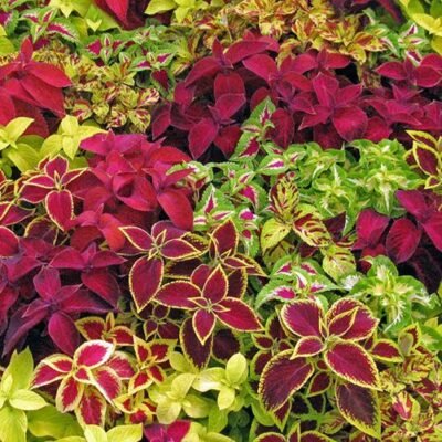 coleus