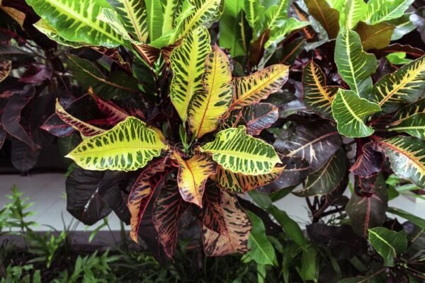 croton variado