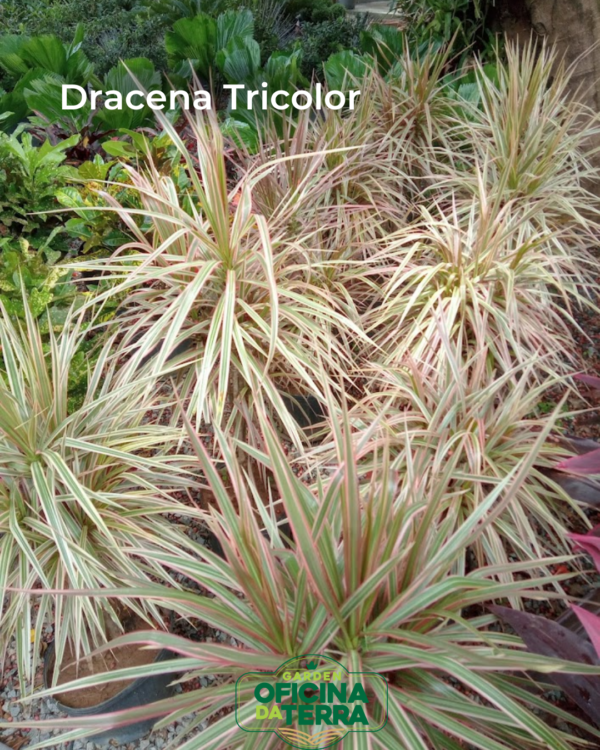 dracena tricolor