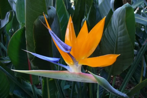 estrelicia