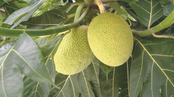 fruta pao