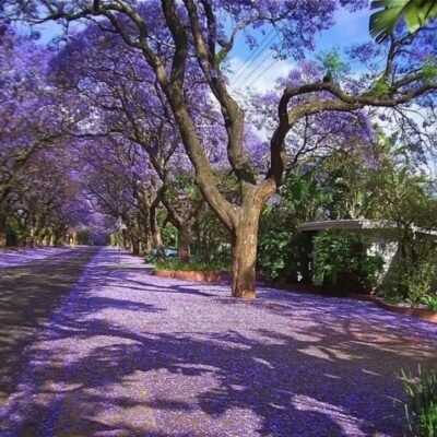 jacaranda