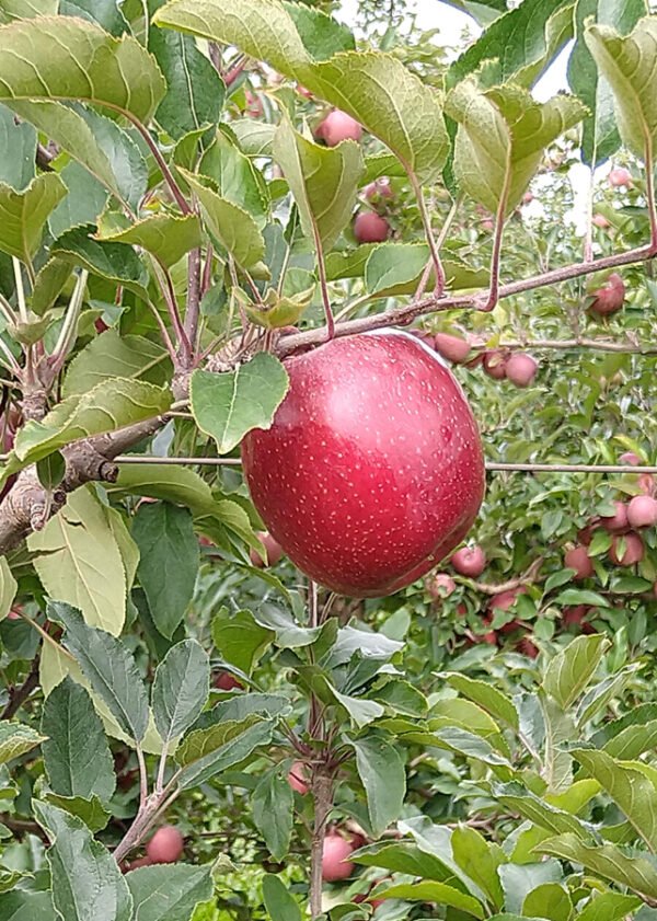 maçã
