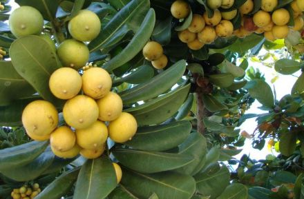 Abricó de Praia Abricó de Praia