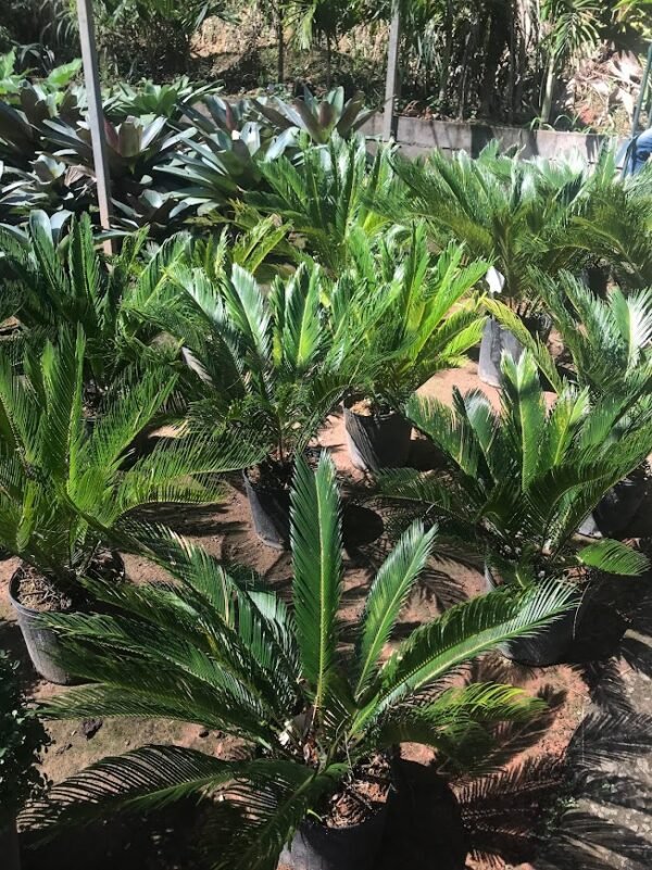 palmeira cica