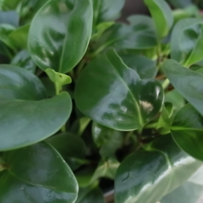 peperomia verde