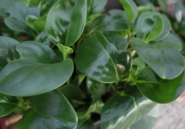 peperomia verde