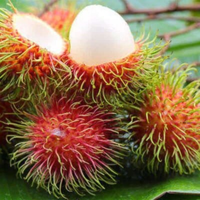 rambutan