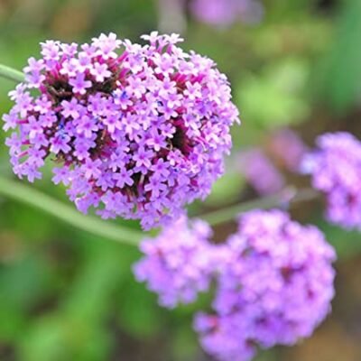 verbena