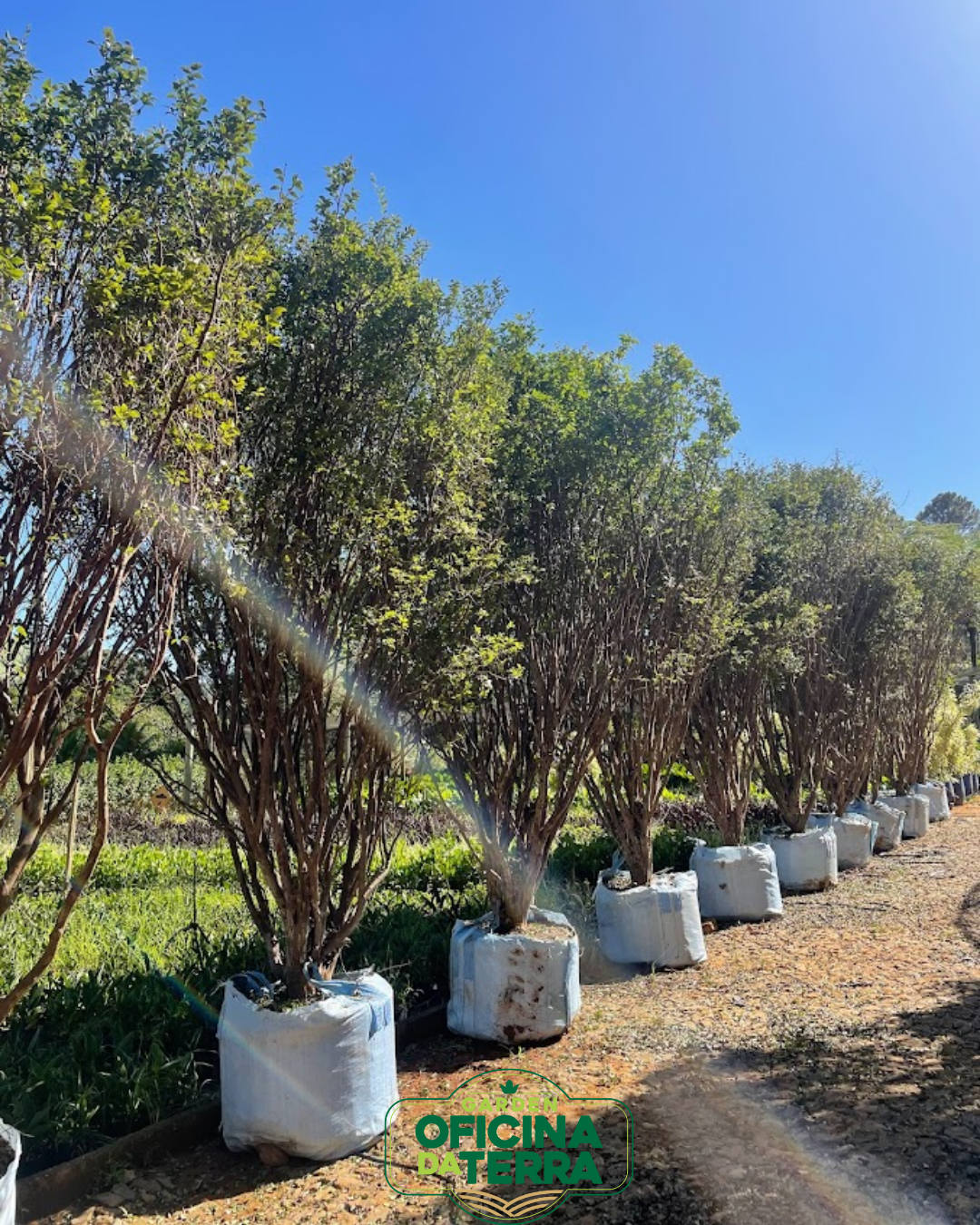 Frutífera Produzindo